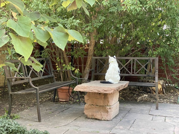 a cat sitting on a stone pedestal looking left
                 over some benches. there is a lot of greenery